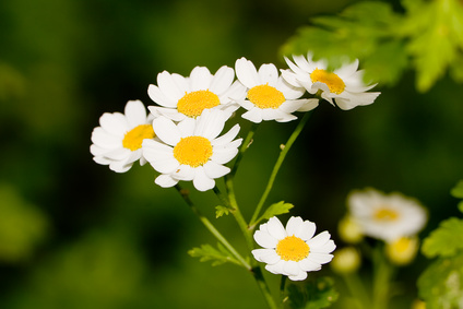 Feverfew