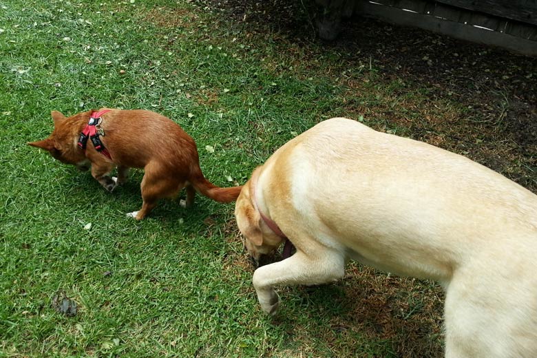 Janey the Lady with Coco pup