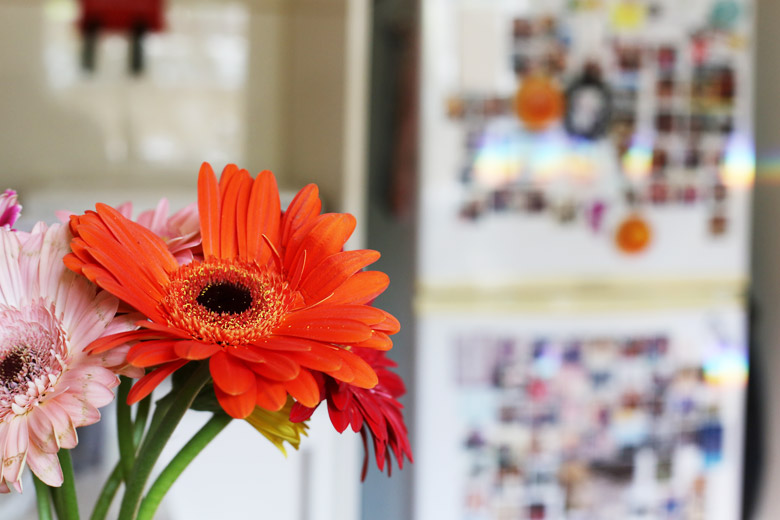 Gerberas 