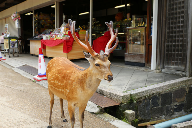 Nara deer