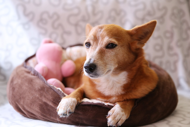 Janey The Lady: Queen of the Couch