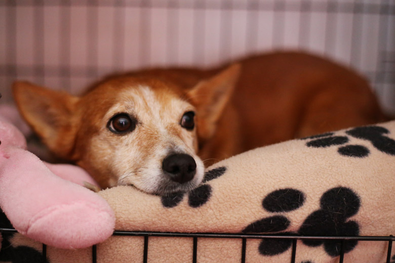 Janey The Lady: How Many Beds Does One Dog Need?