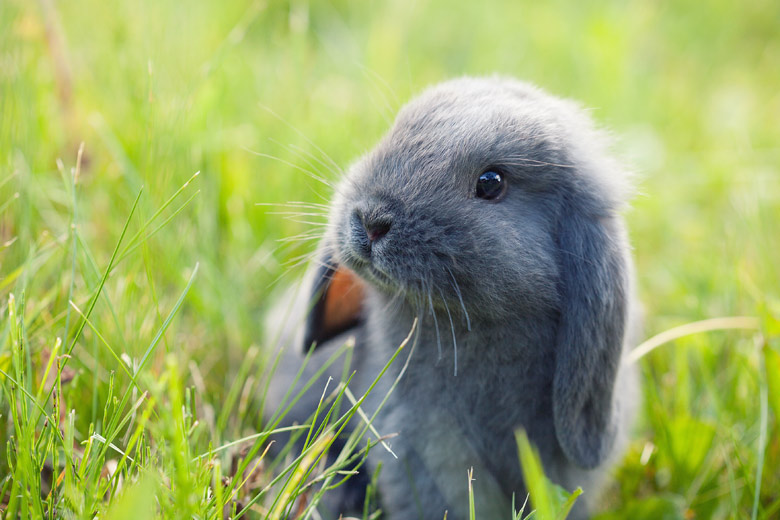 Bloggie Wednesday: Do You Blog About Cosmetics That Are Tested On Animals?